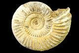 Jurassic Ammonite (Perisphinctes) Fossil - Madagascar #161740-1